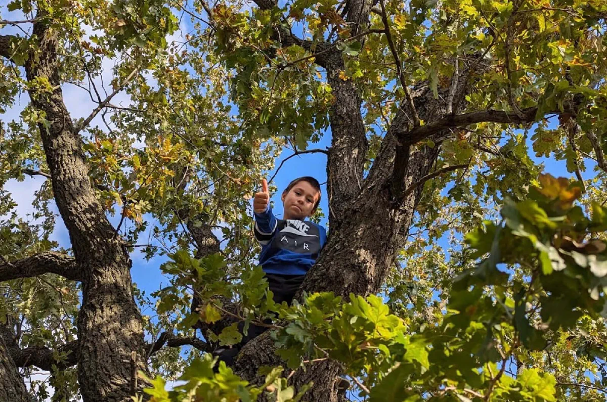 dete se igra na drvetu na akciji Forests Digital u prirodi