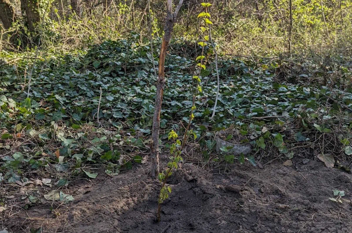 drvo zasađeno na akciji Forests Digital